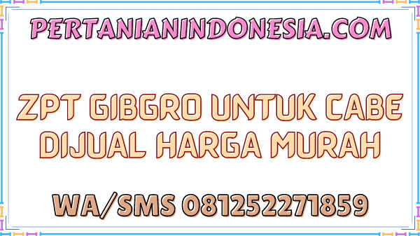 ZPT Gibgro Untuk Cabe Dijual Harga Murah